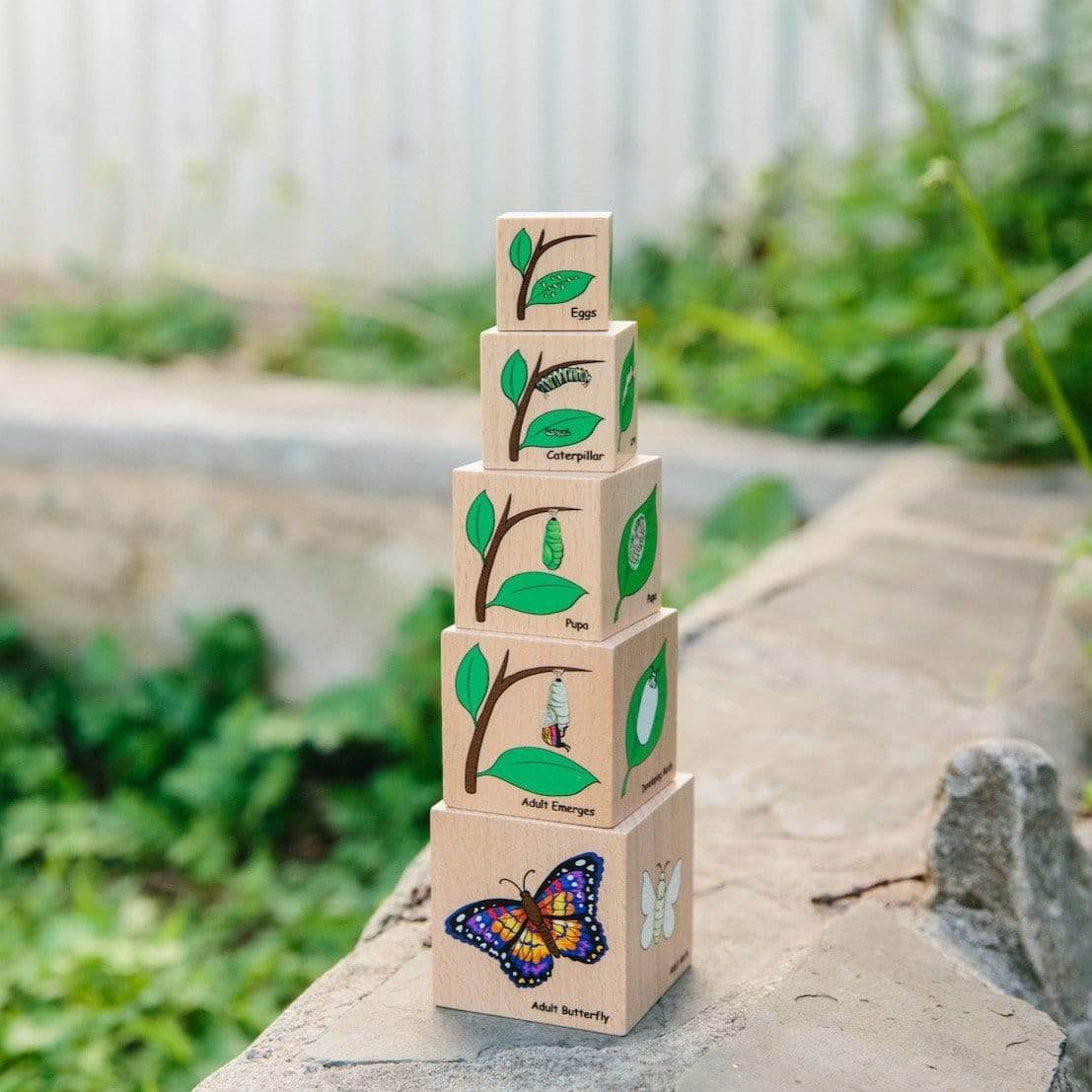 Freckled Frog Lifecycle Wooden Blocks