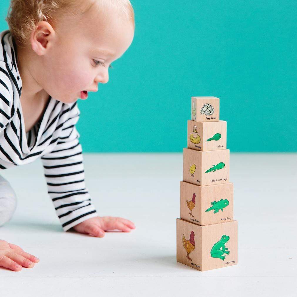 Freckled Frog Lifecycle Wooden Blocks