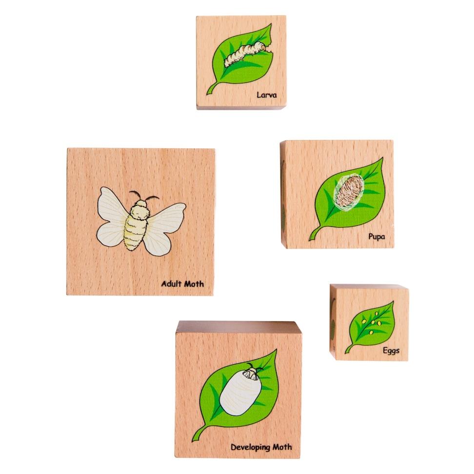 Freckled Frog Lifecycle Wooden Blocks