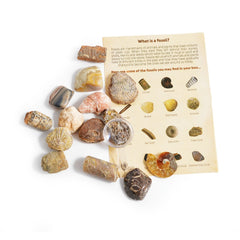 British Fossils Fossil Collection Box