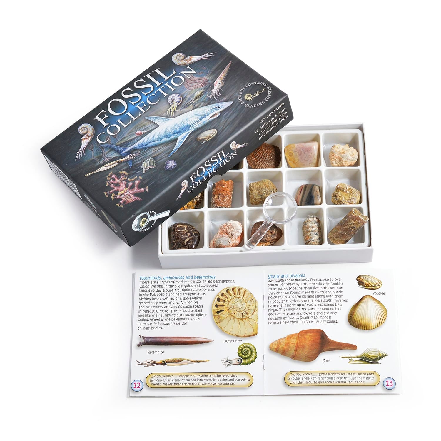 British Fossils Fossil Collection Box