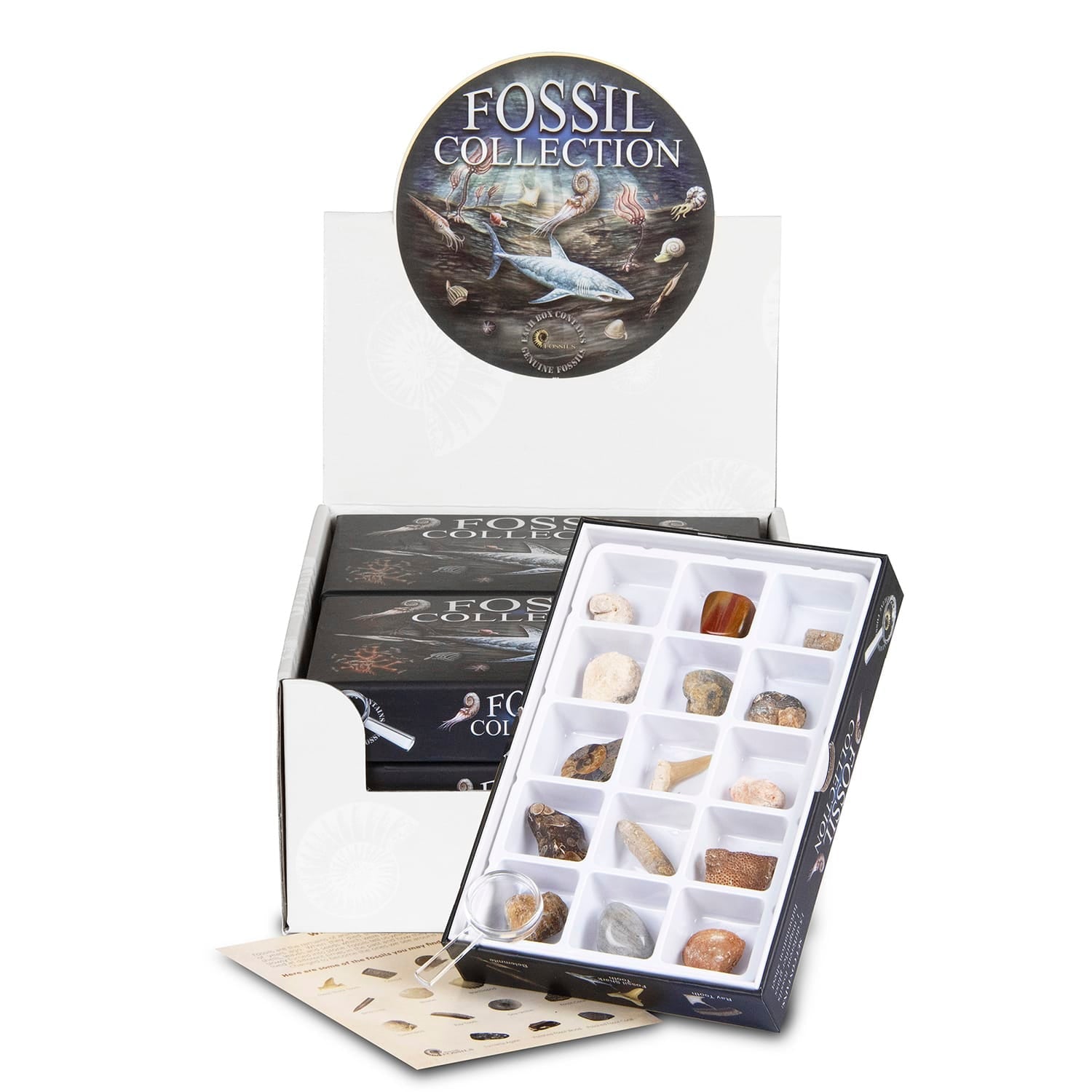 British Fossils Fossil Collection Box