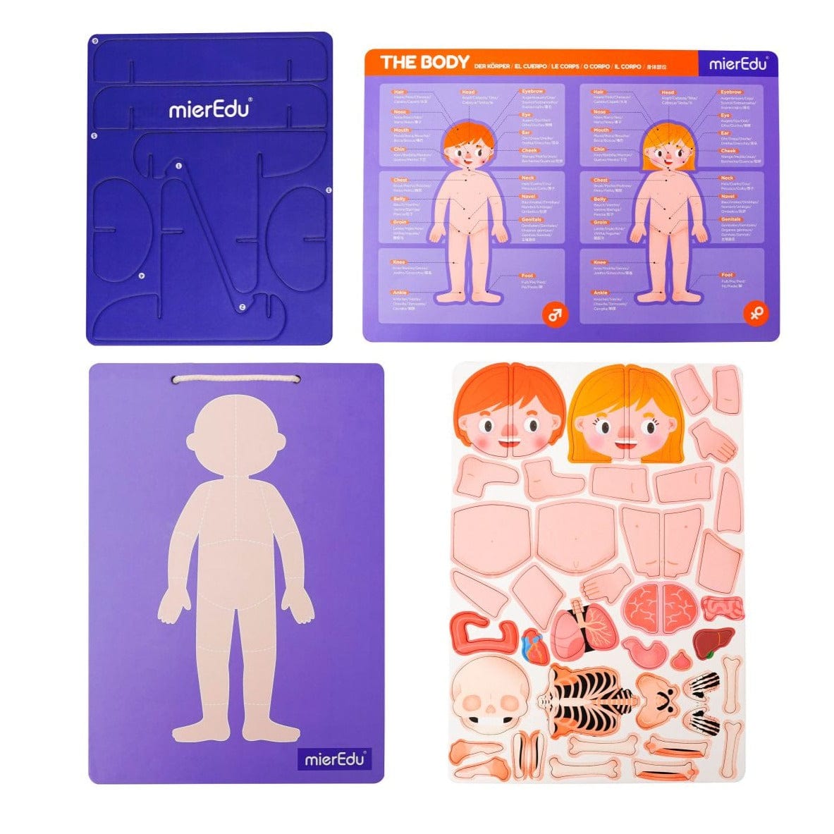 mierEdu Magnetic Pad - Anatomy
