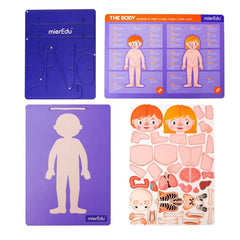 mierEdu Magnetic Pad - Anatomy
