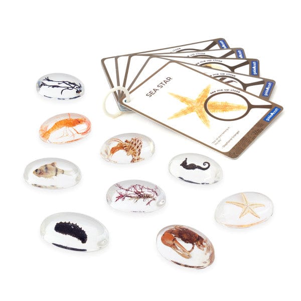 Guidecraft Specimen Stones: Sea Creatures