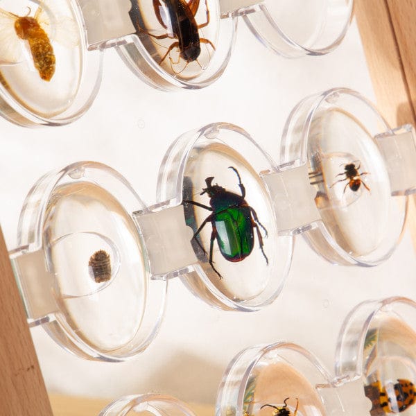Guidecraft Specimen Stones: Bugs